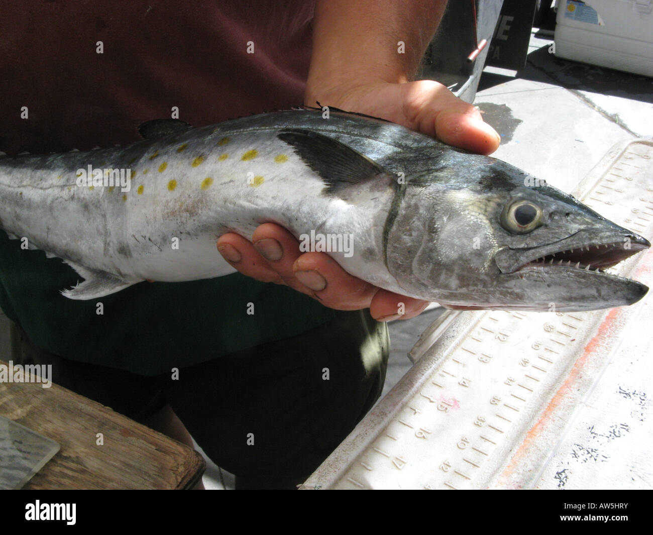 Spanish mackerel hires stock photography and images Alamy