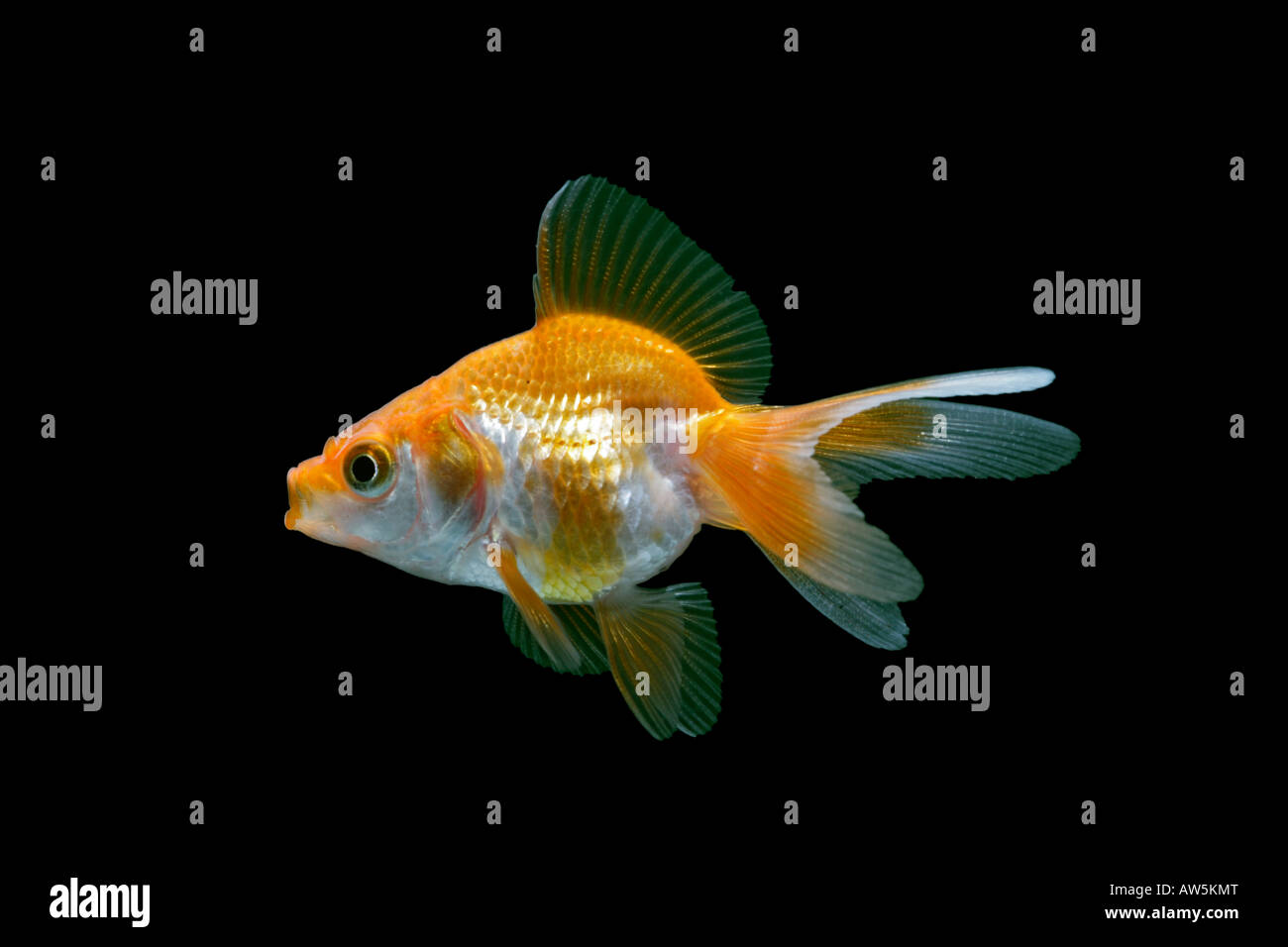 Ryukin Goldfish derivitive Carassius auratus side view black background temperate freshwater aquarium pond fish Stock Photo