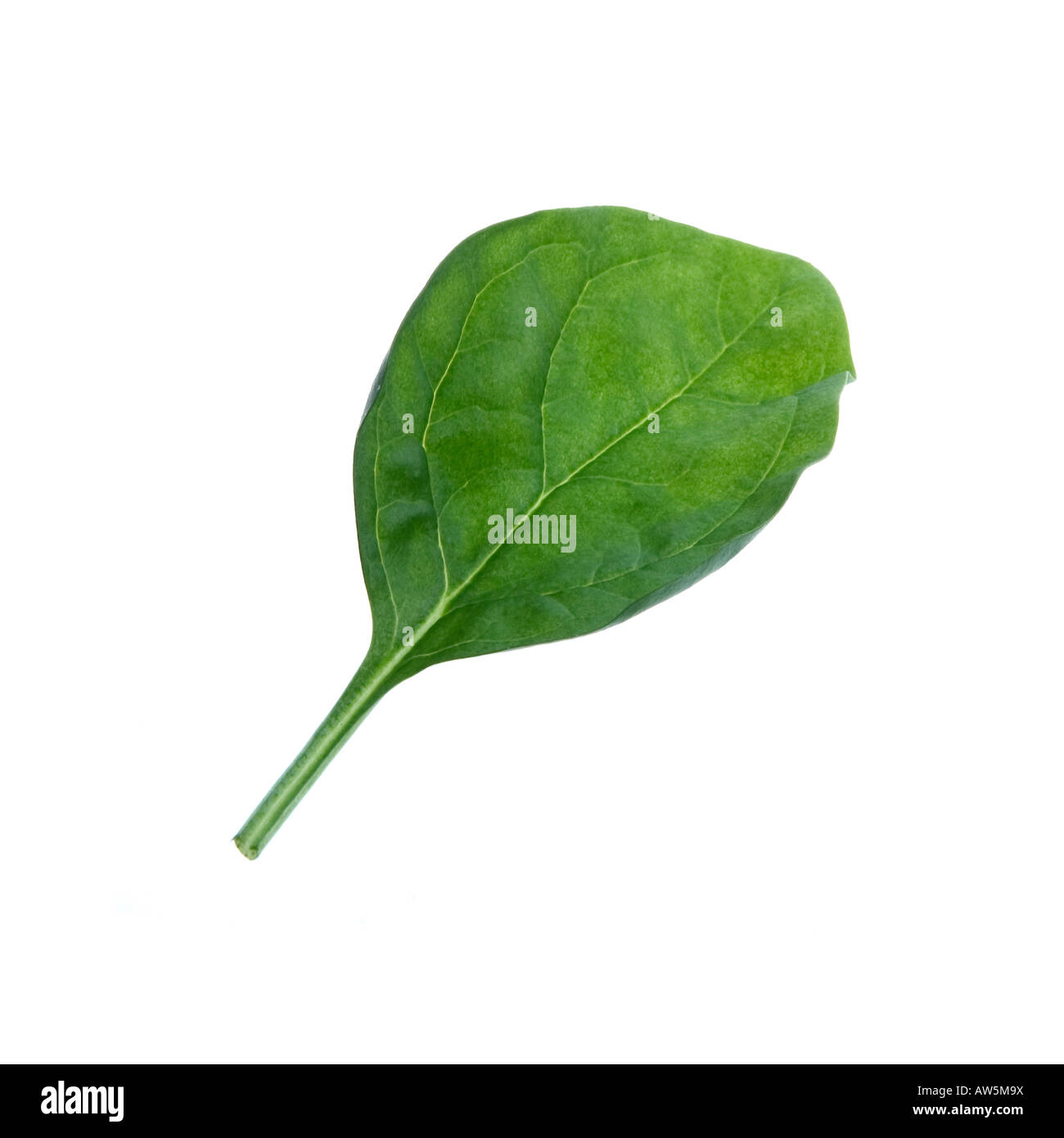 Baby Spinach leaf salad on white background Stock Photo Alamy