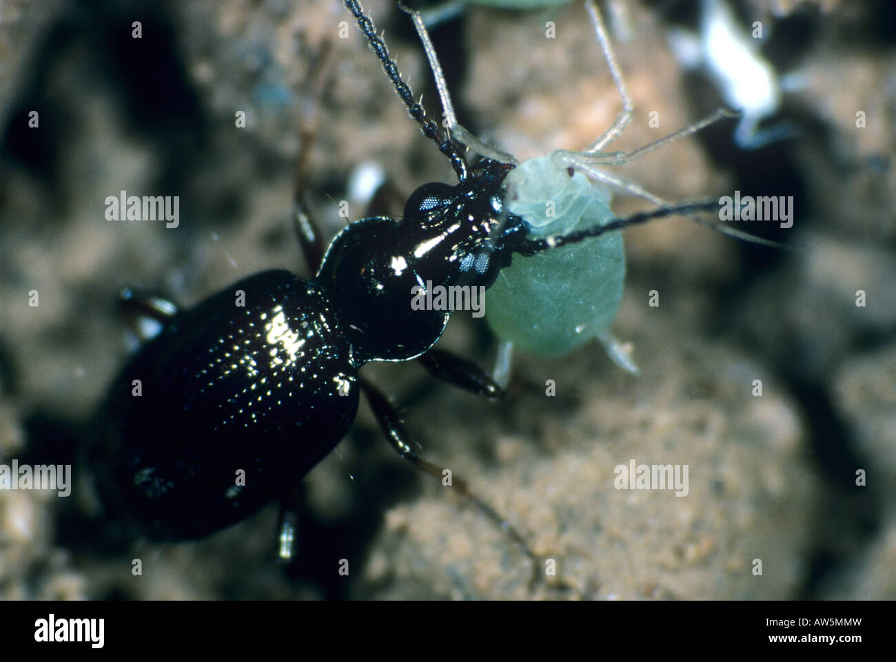 Predatory ground beetle Bembidion obtusum with aphid prey in its mandibles Stock Photo