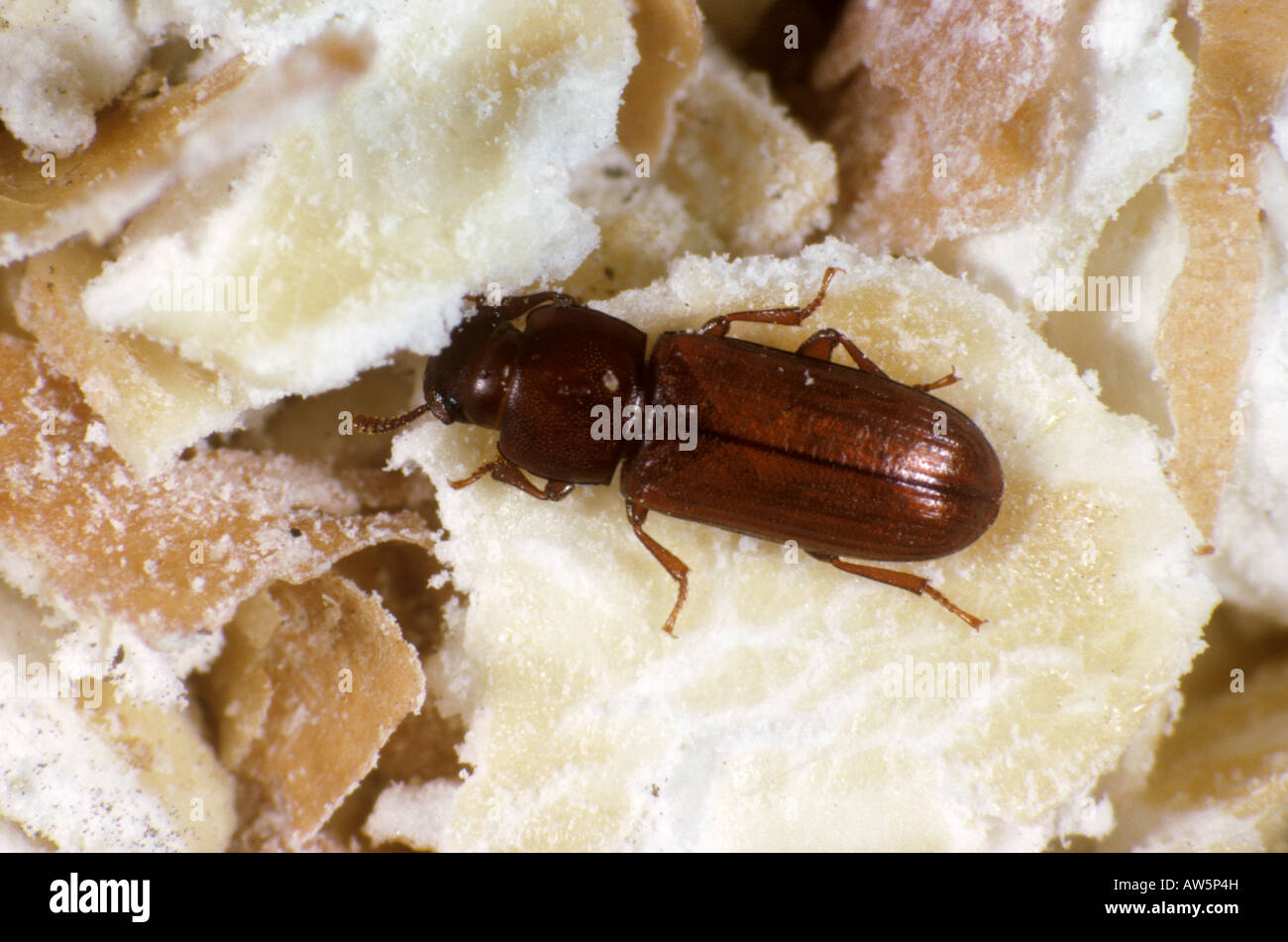 Flour beetle Tribolium castaneum adult storage pest on flour meal Stock