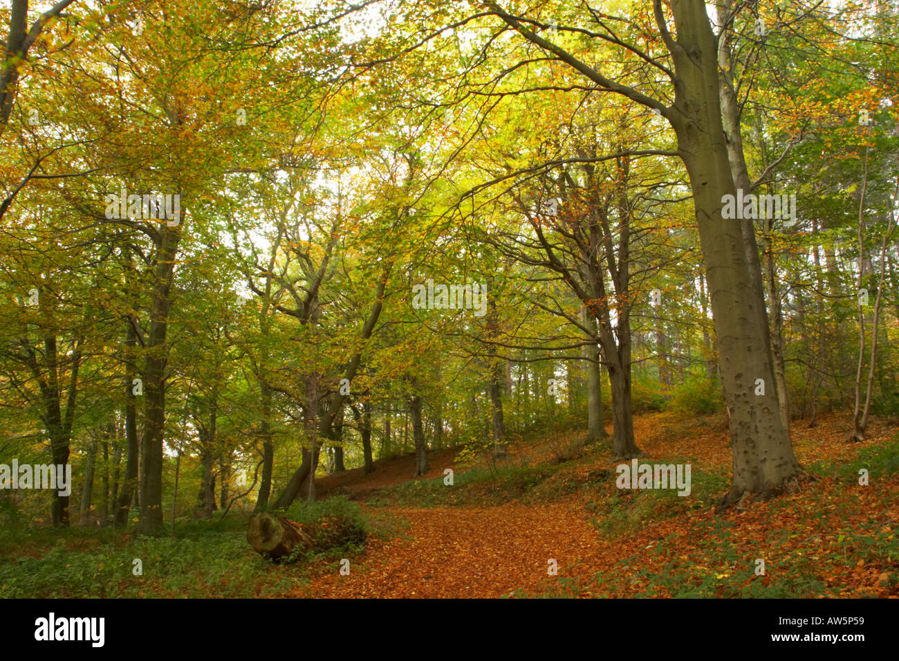 England, Tyne and Wear, Chopwell Woodland Park. The autumn colours of