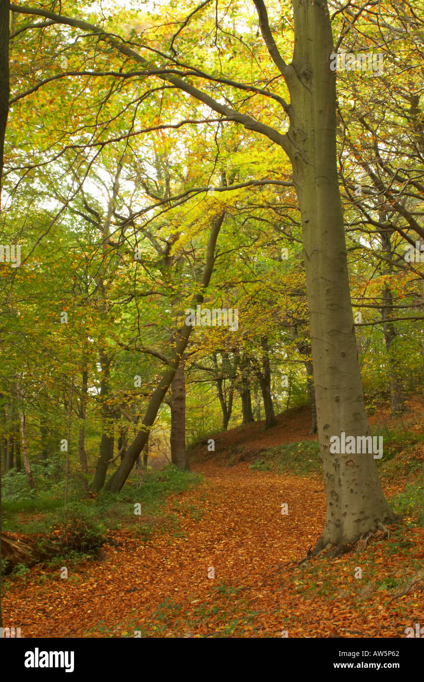 Uk autumn woodland exercise views hires stock photography and images