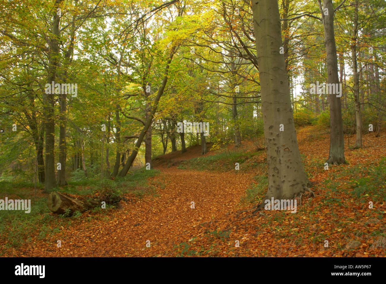 Chopwell woodland park hires stock photography and images Alamy