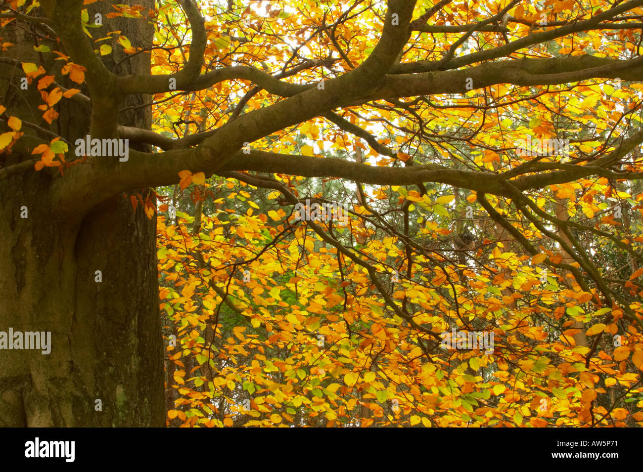 Chopwell woodland hires stock photography and images Alamy