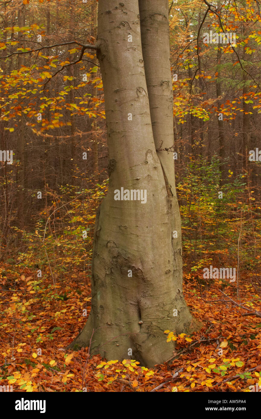 Chopwell woodland park hires stock photography and images Alamy