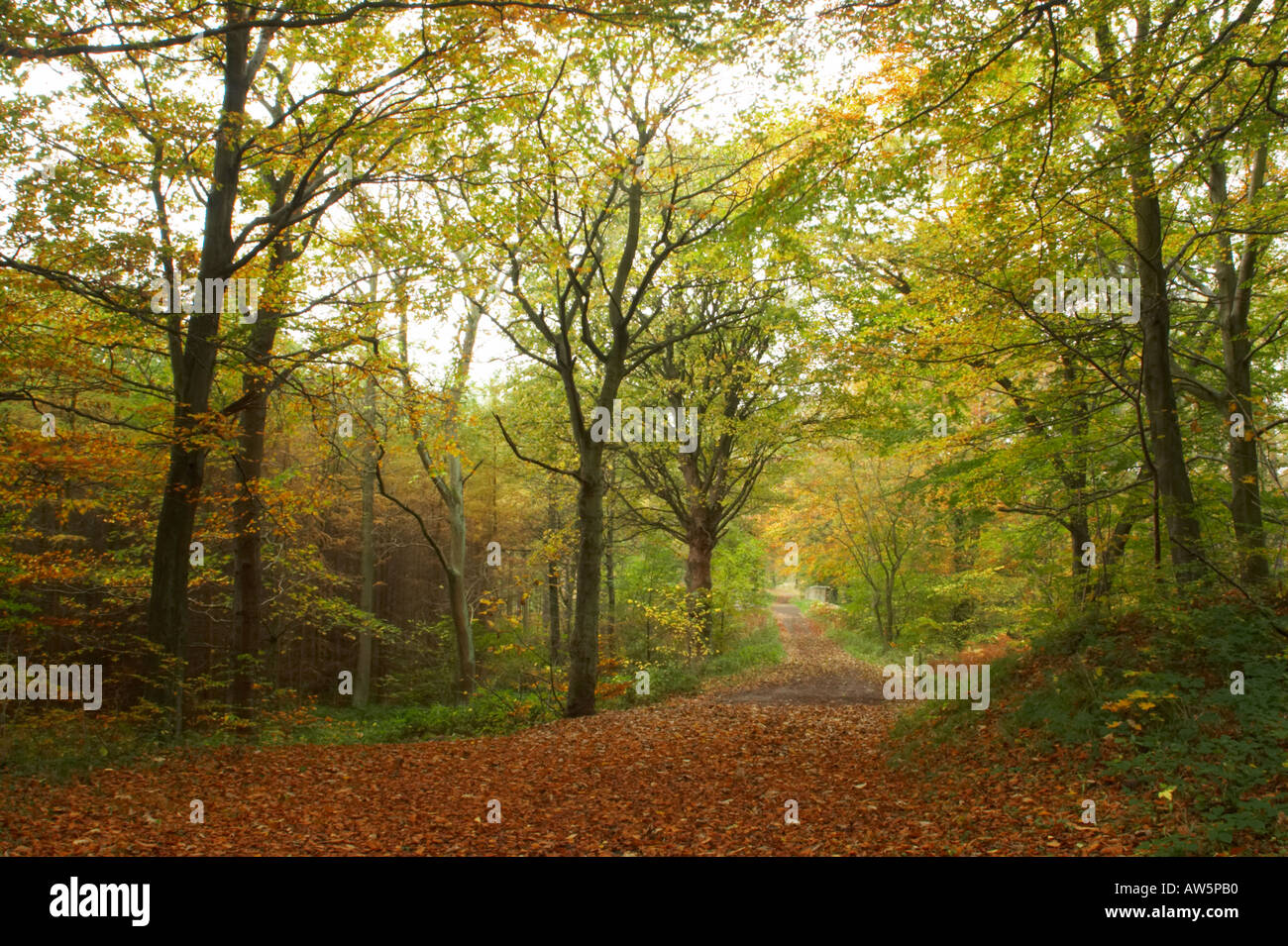 Chopwell woodland park hires stock photography and images Alamy