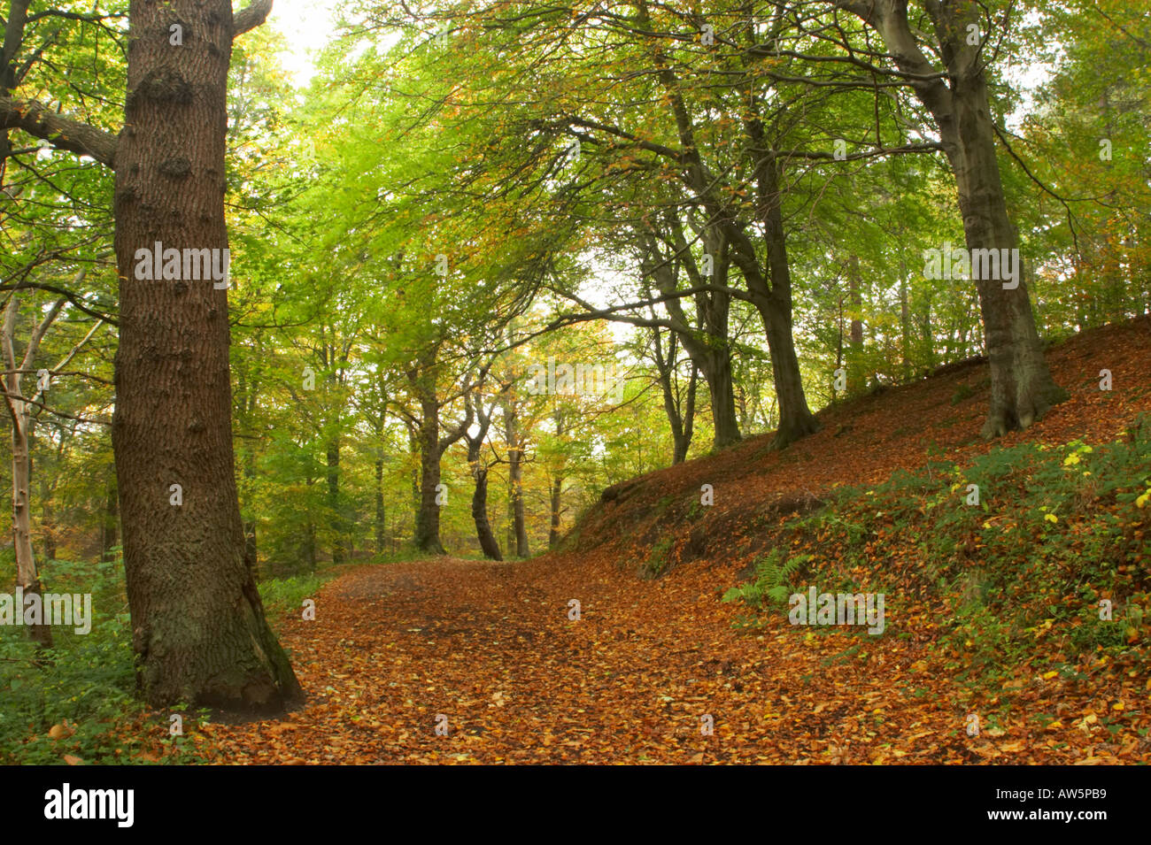 Chopwell hires stock photography and images Alamy