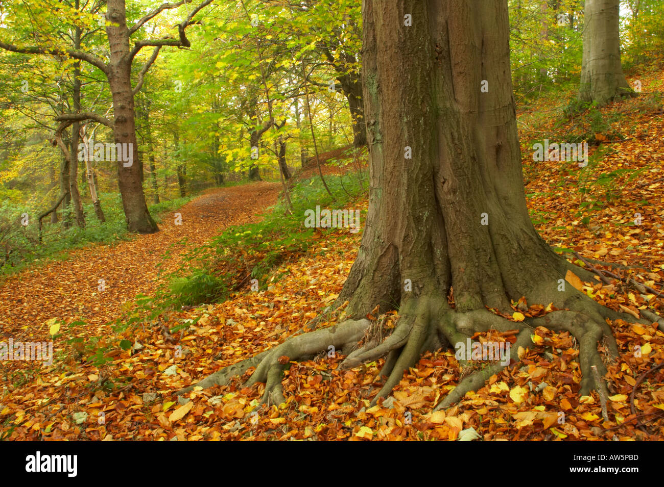 Chopwell tyne and wear hires stock photography and images Alamy