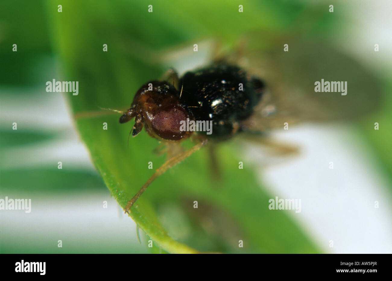 Head of carrot root fly (Chamaepsila rosae) adult on carrot leaf Stock