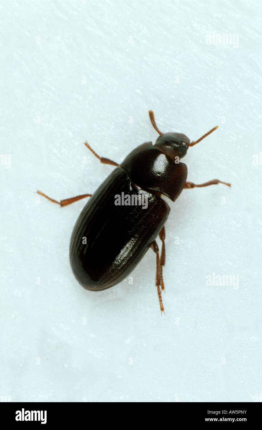 Lesser mealworm Alphitobus diaparaelus beetle that feeds on plastic polystyrene Stock Photo