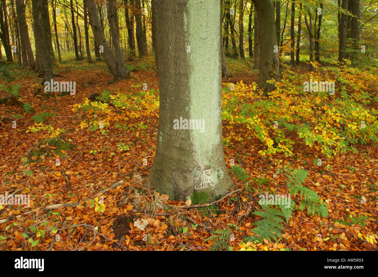 Chopwell woodland hires stock photography and images Alamy