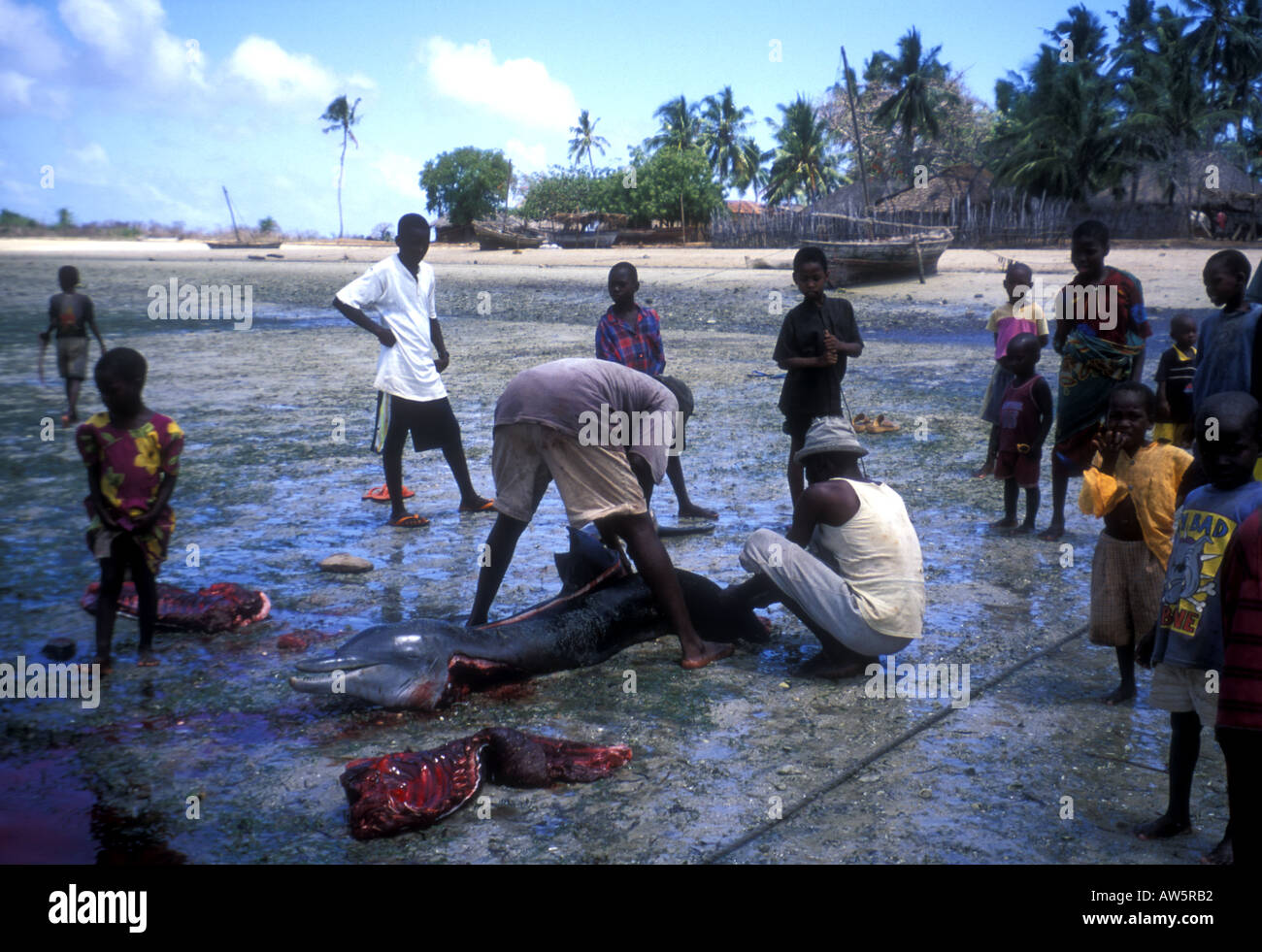 Cutting slaughter hi-res stock photography and images - Alamy