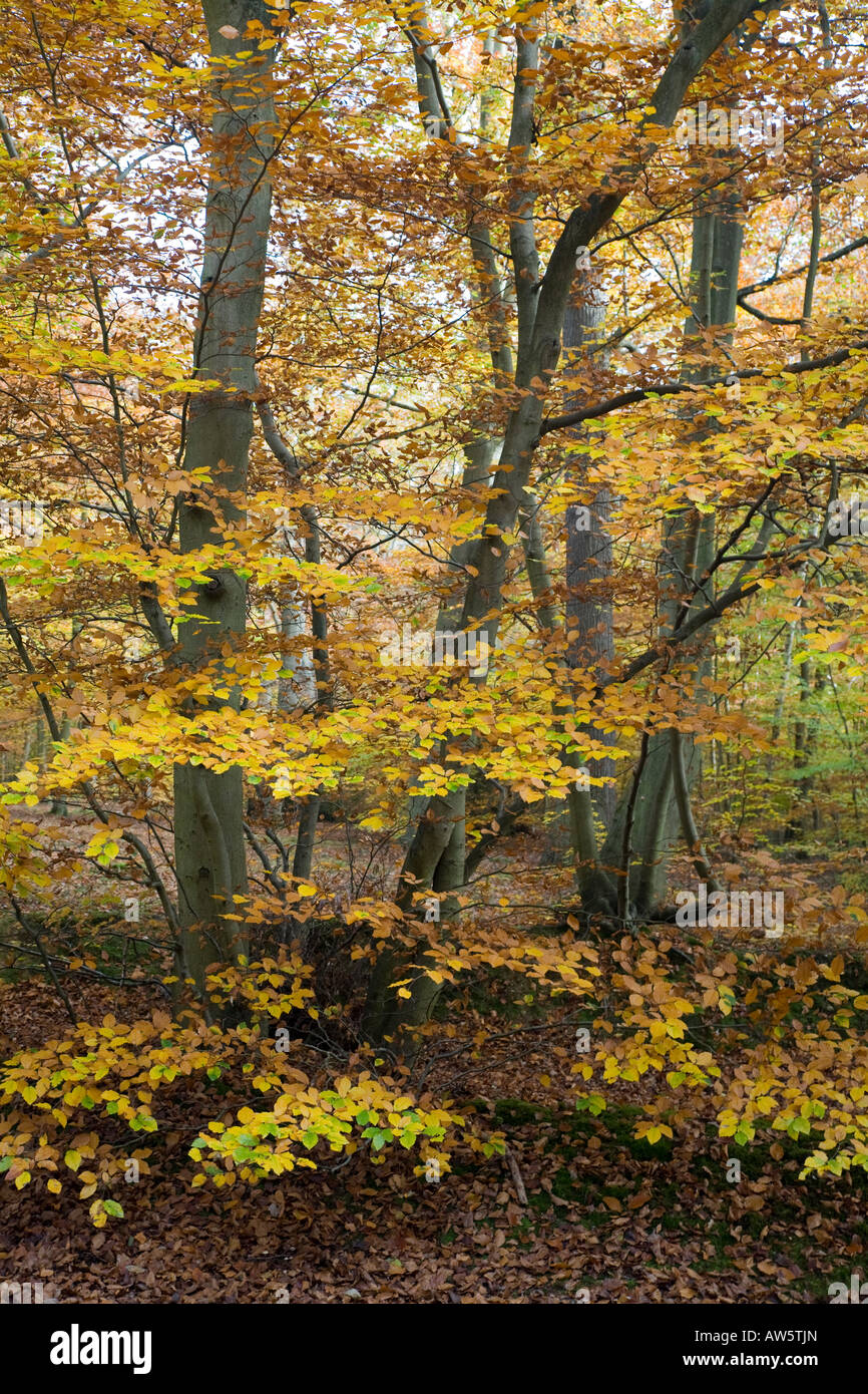 Beech leaves turning gold hi-res stock photography and images - Alamy
