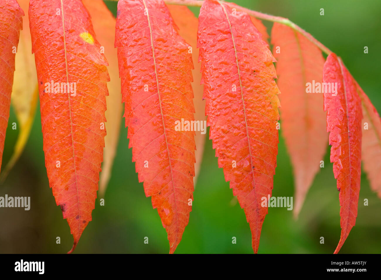 Bright red leaves of Rhus Typhina Stock Photo