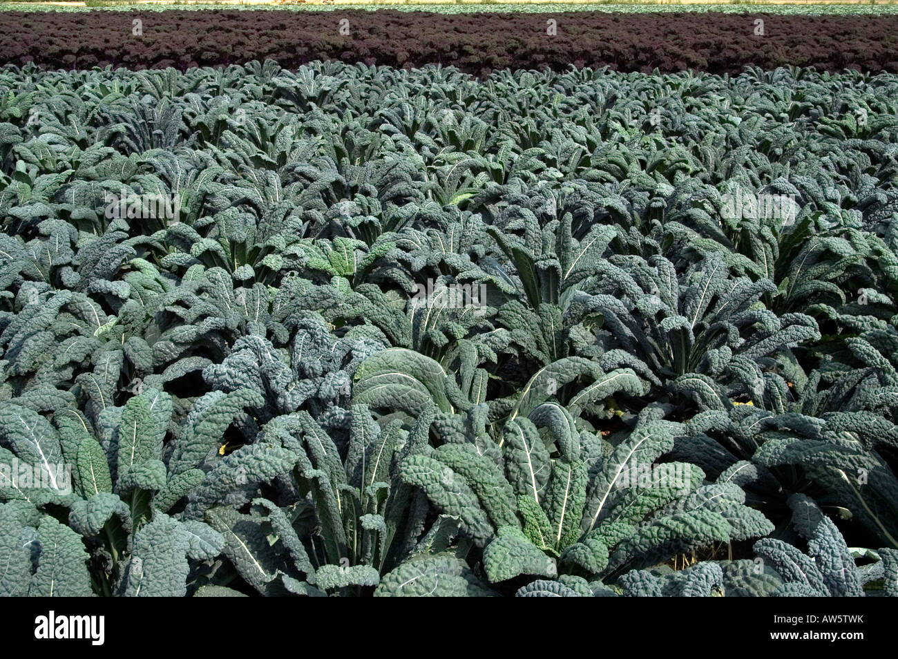 Black Kale leaves growing in field Stock Photo Alamy