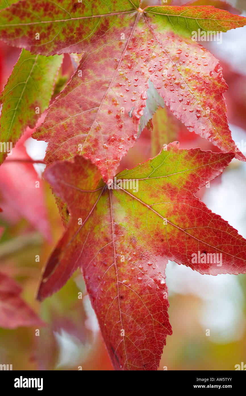 Close-up of Autumn leaves Stock Photo - Alamy