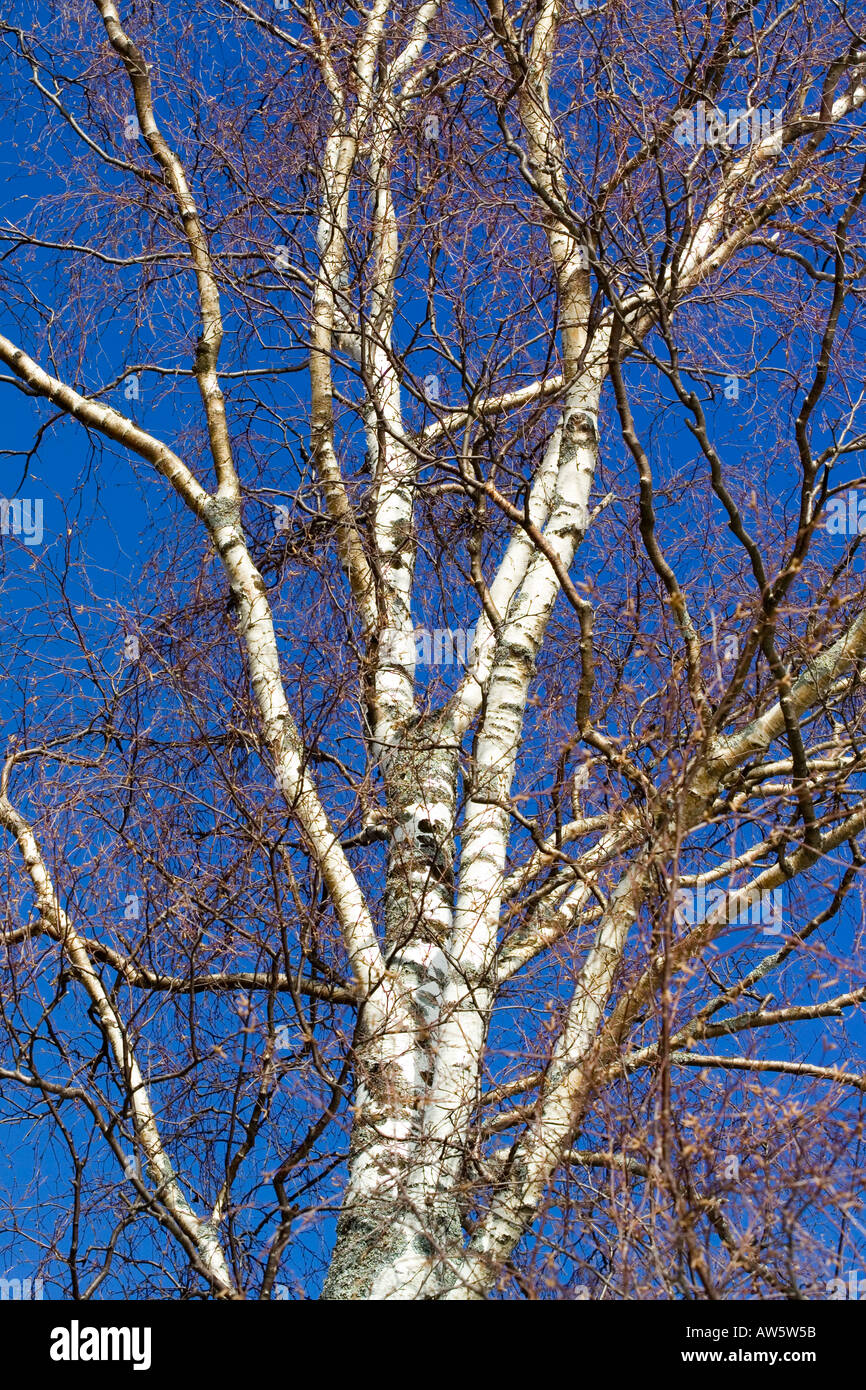 birch branches Stock Photo