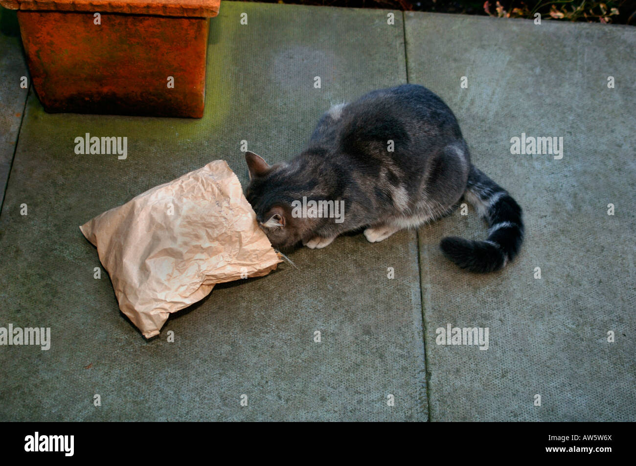 A Young Cat Looking Inside A Brown Paper Bag. Stock Photo