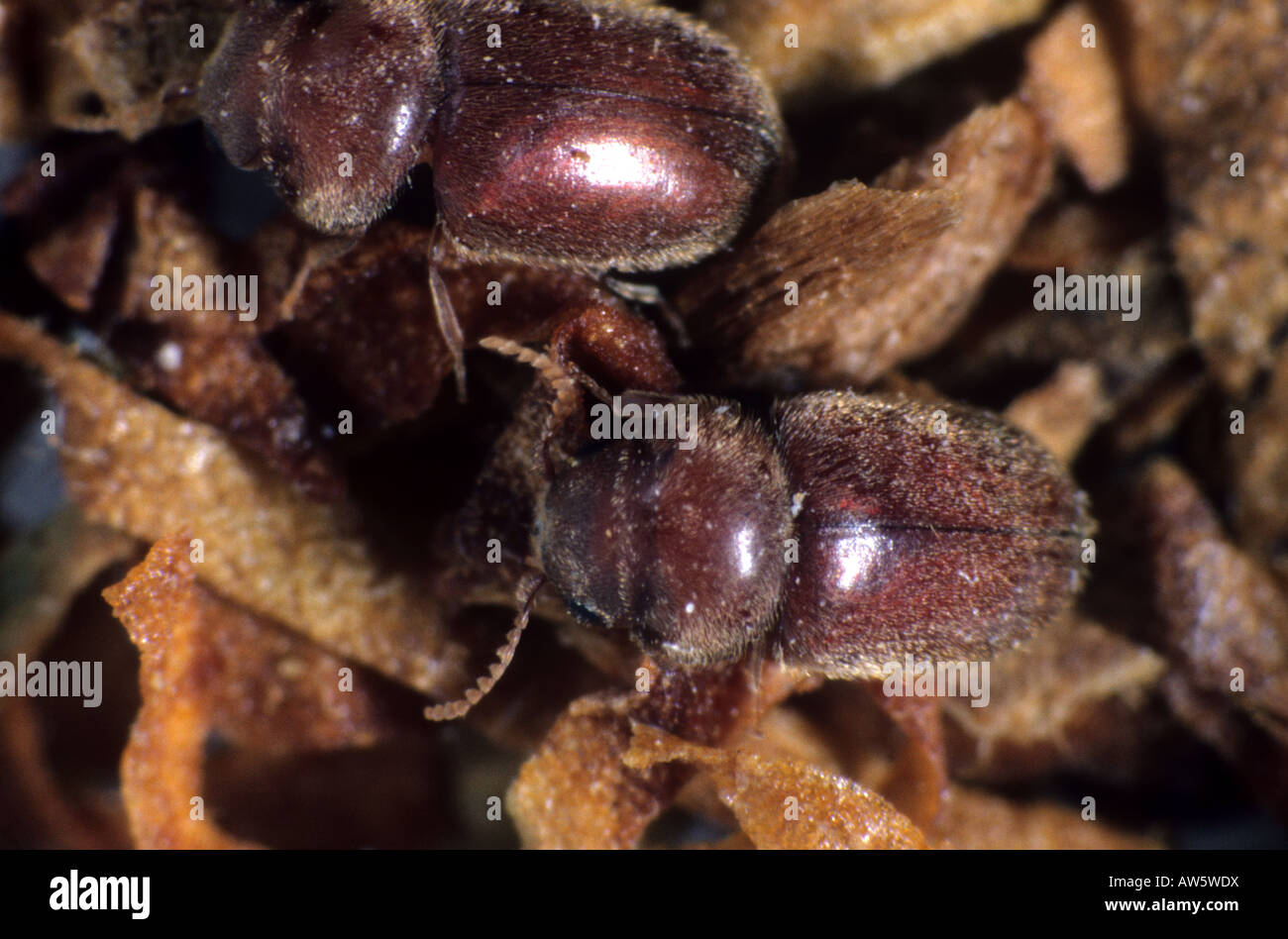 Tobacco beetle Lasioderma serricorne on cigarette tobacco Stock Photo