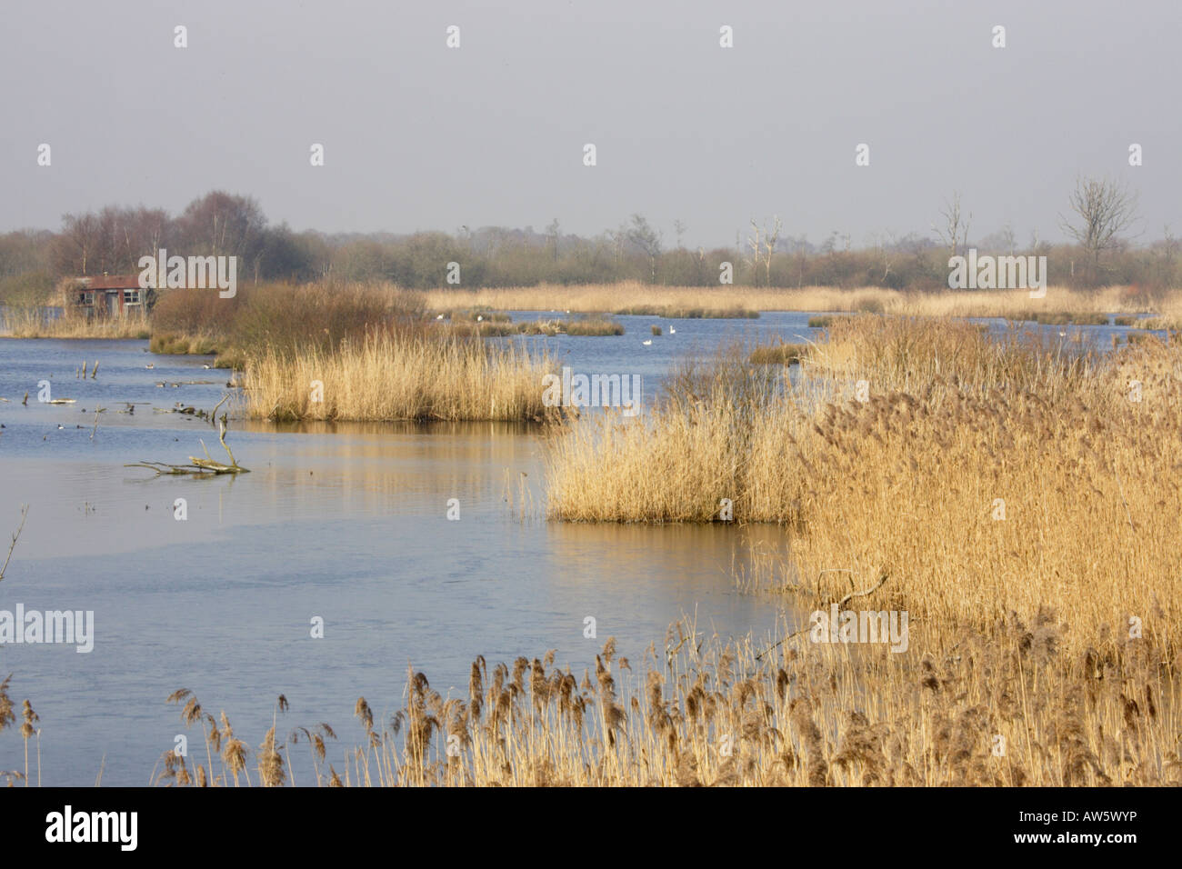 Reed Beds on the Somerset Levels Stock Photo