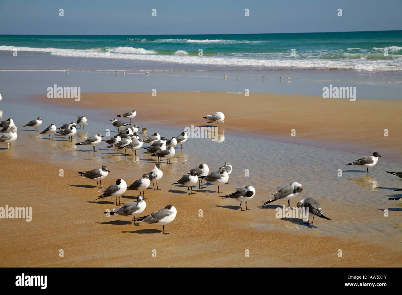 Seagulls at Daytona Beach In Florida USA Stock Photo Alamy