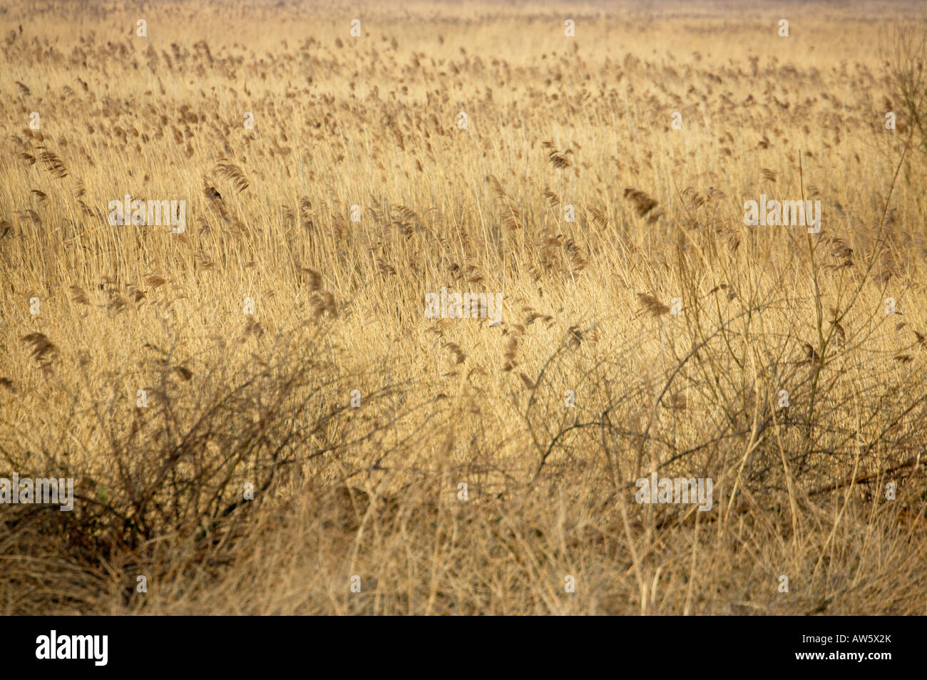 Reed beds hi-res stock photography and images - Alamy