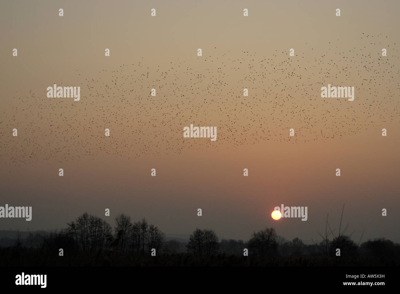 Starlings coming to roost at sunset somerset levels Stock Photo
