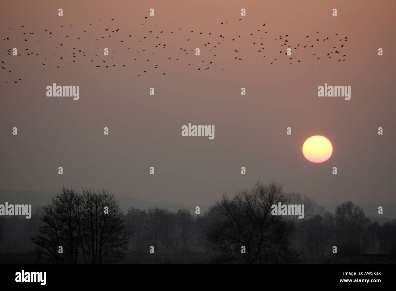 Starlings coming to roost at sunset somerset levels Stock Photo