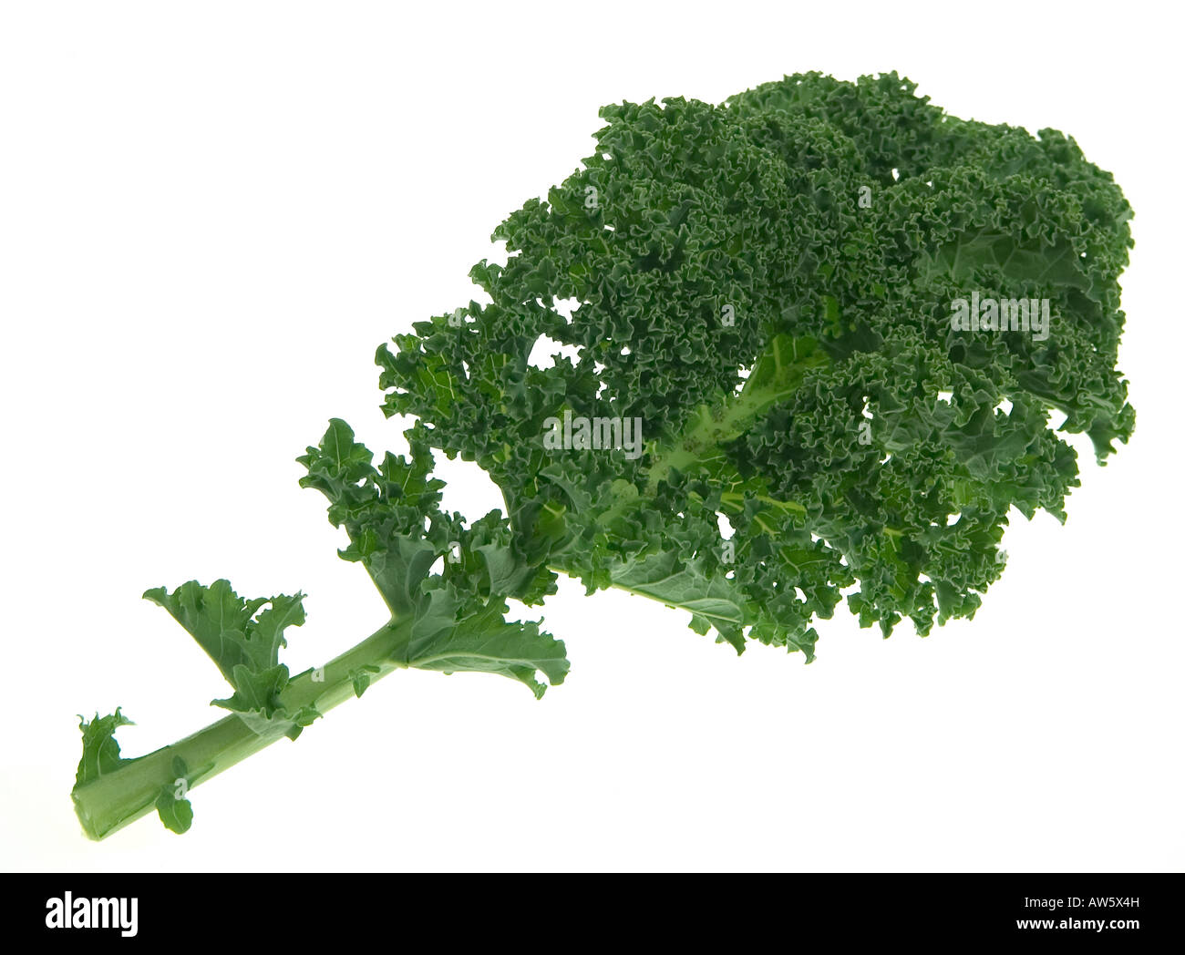 Green Kale leaf on white background Stock Photo Alamy