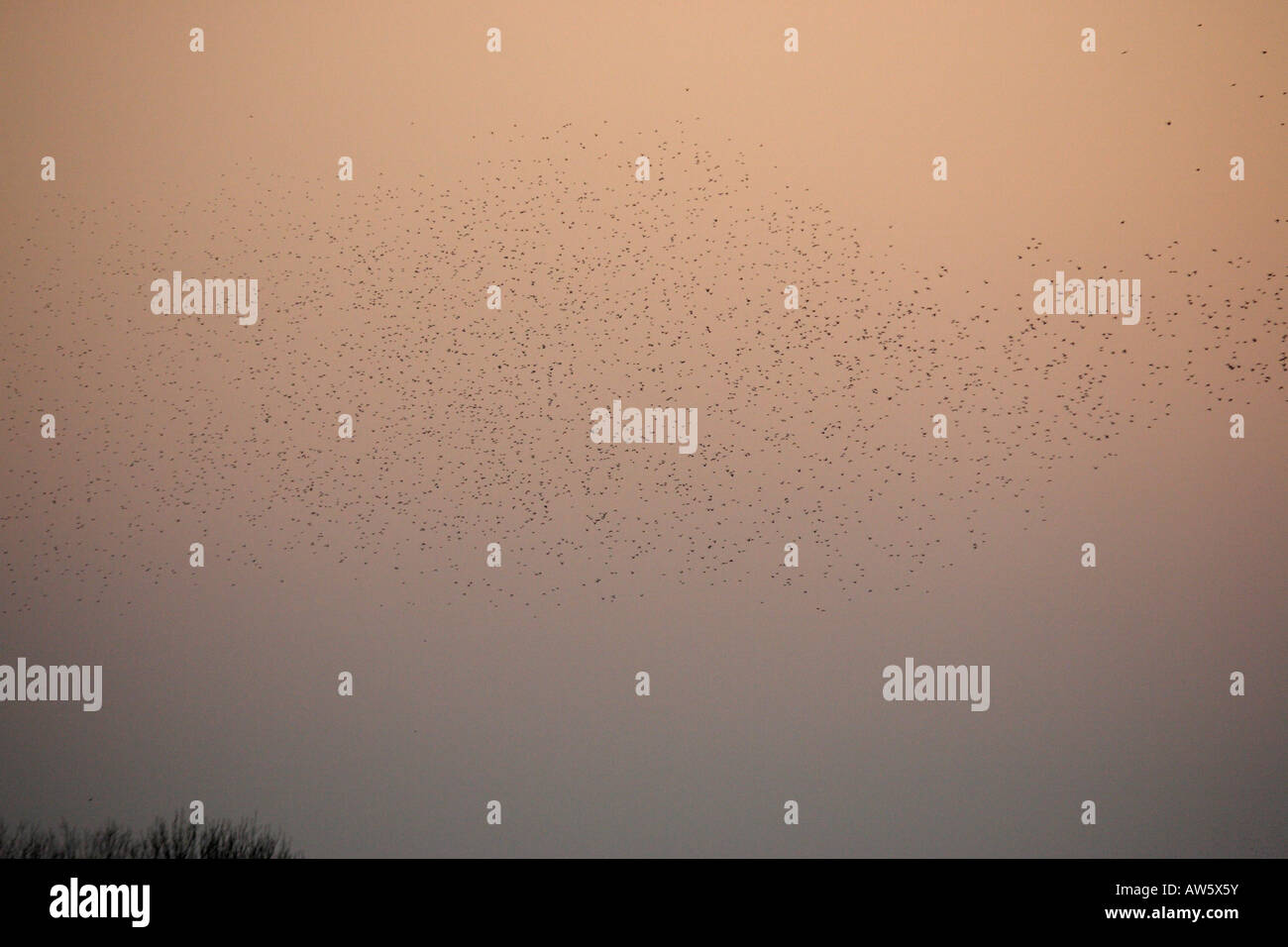 Starlings coming to roost at sunset somerset levels Stock Photo