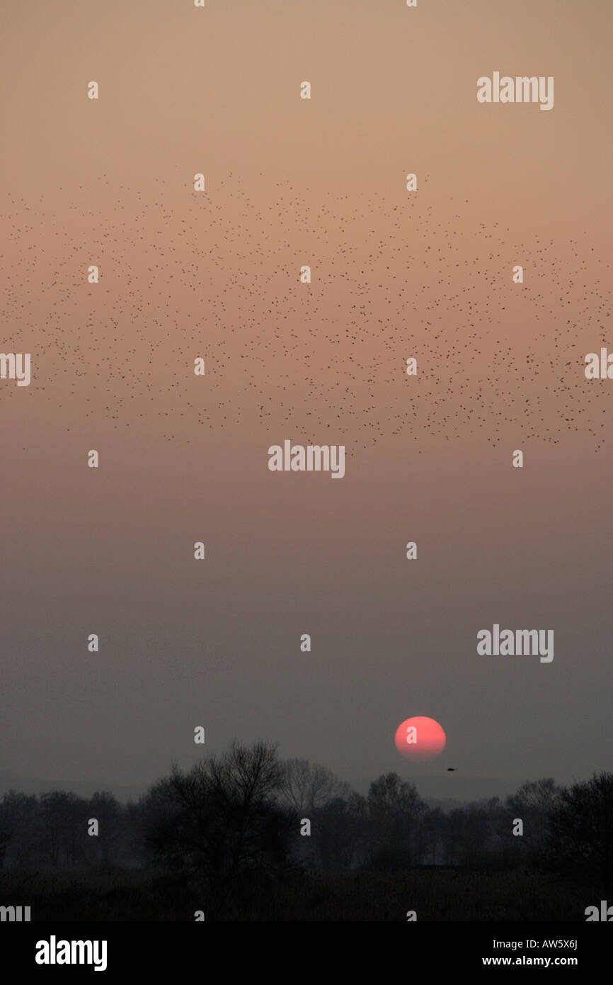 Starlings coming to roost at sunset somerset levels Stock Photo