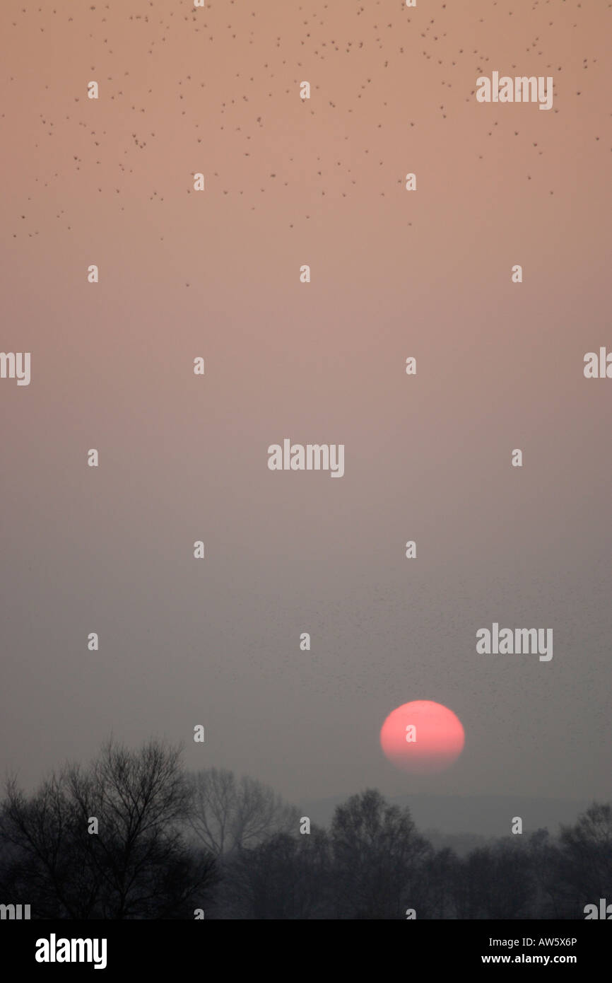 Starlings coming to roost at sunset somerset levels Stock Photo