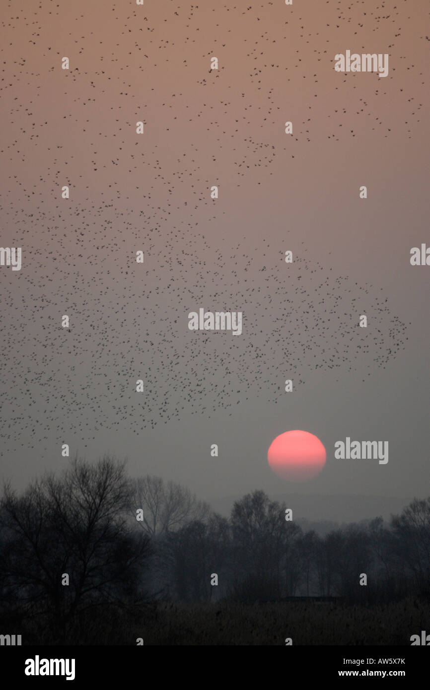 Starlings coming to roost at sunset somerset levels Stock Photo