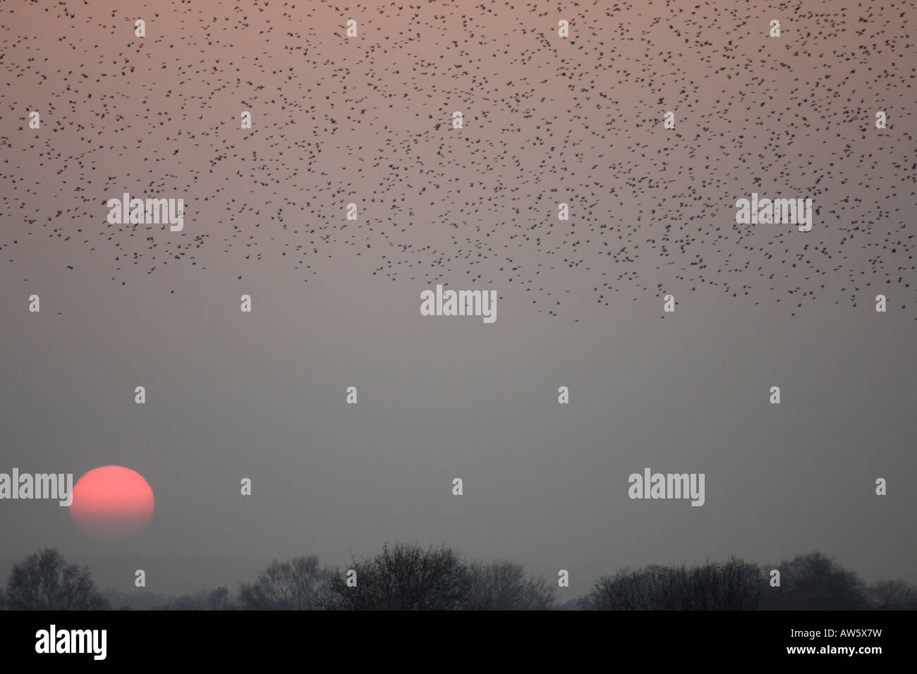 Starlings coming to roost at sunset somerset levels Stock Photo