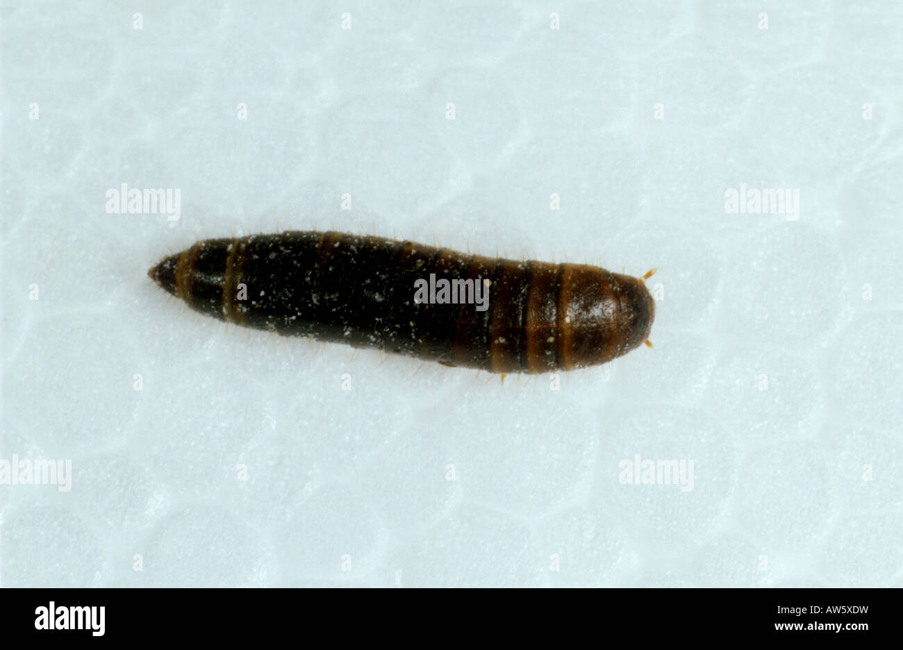 Lesser mealworm Alphitobus diaparaelus beetle larva that feeds on plastic polystyrene Stock Photo