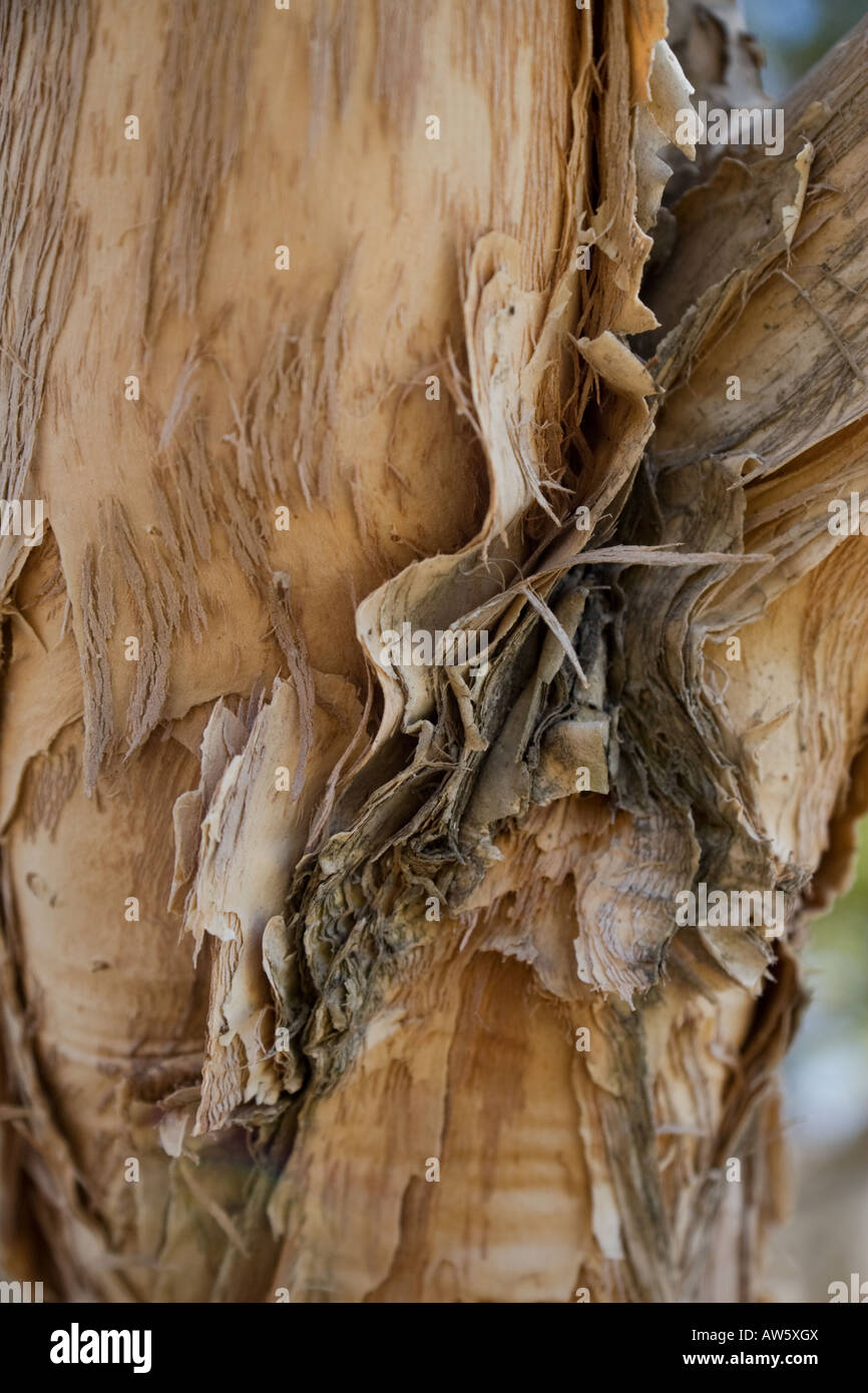 Australian Melaleuca 'paperbark' tree Stock Photo