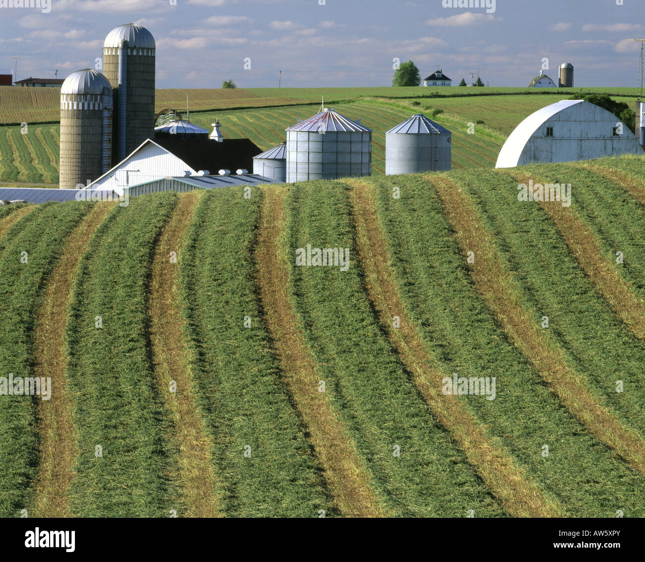 SCENIC VIEW OF SWATHED ALFALFA ON DAIRY FARM IN LANCASTER COUNTY ...