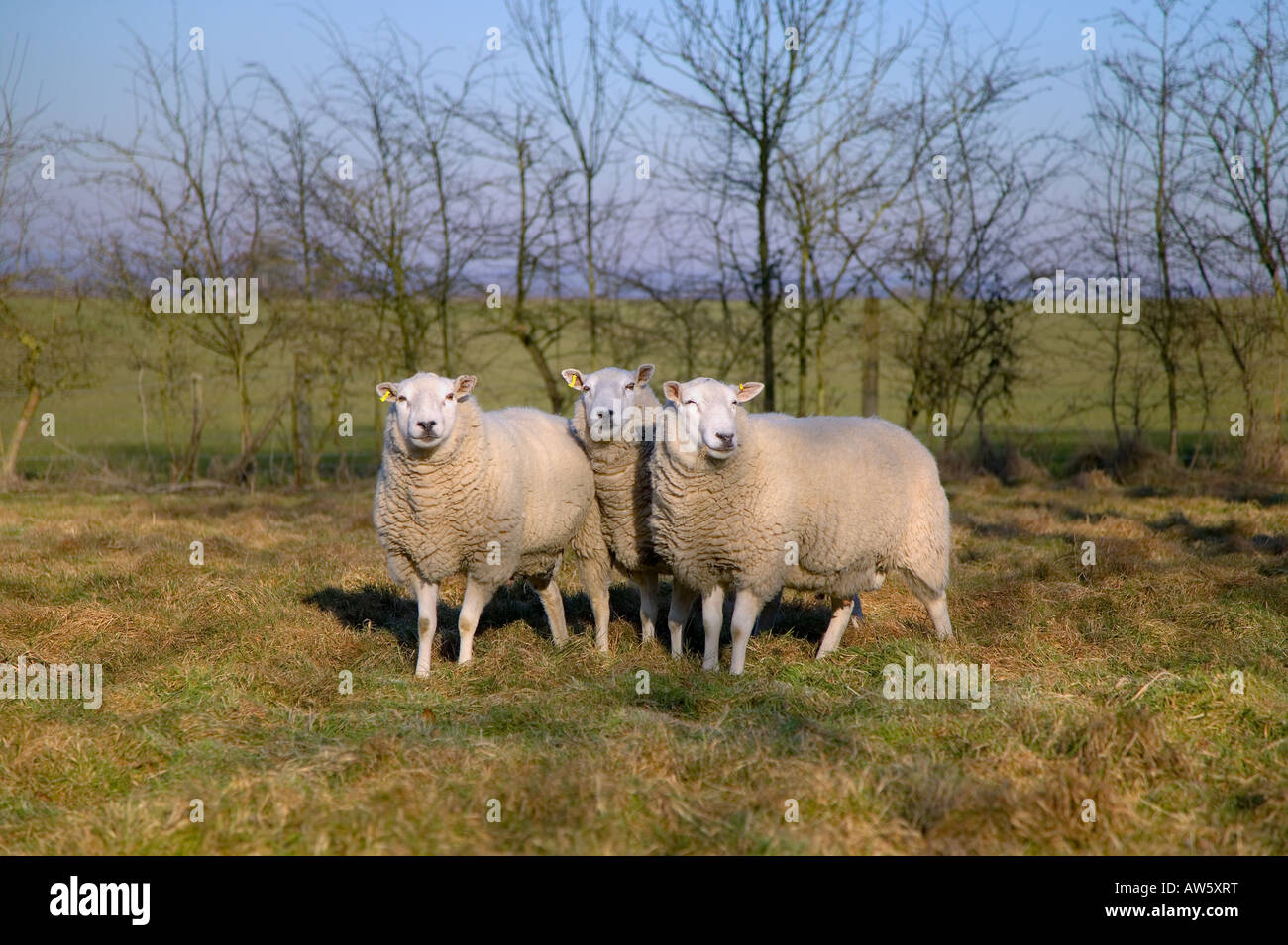 Three sheep in a field lit by the setting winter sun Stock Photo