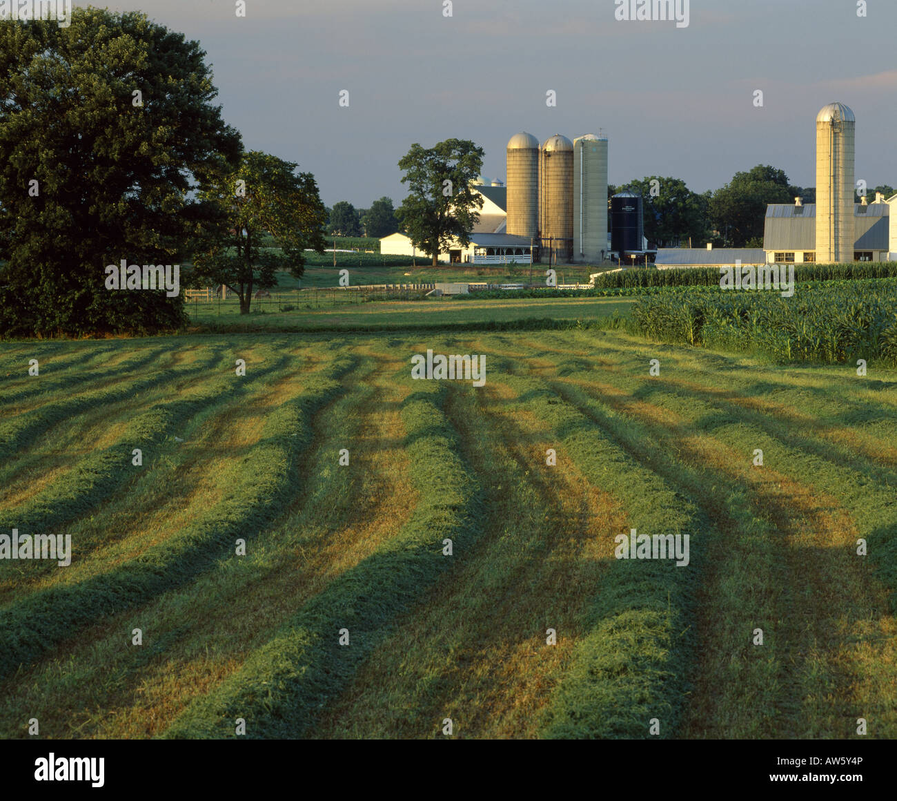 SCENIC VIEW OF SWATHED ALFALFA ON DAIRY FARM IN LANCASTER COUNTY ...