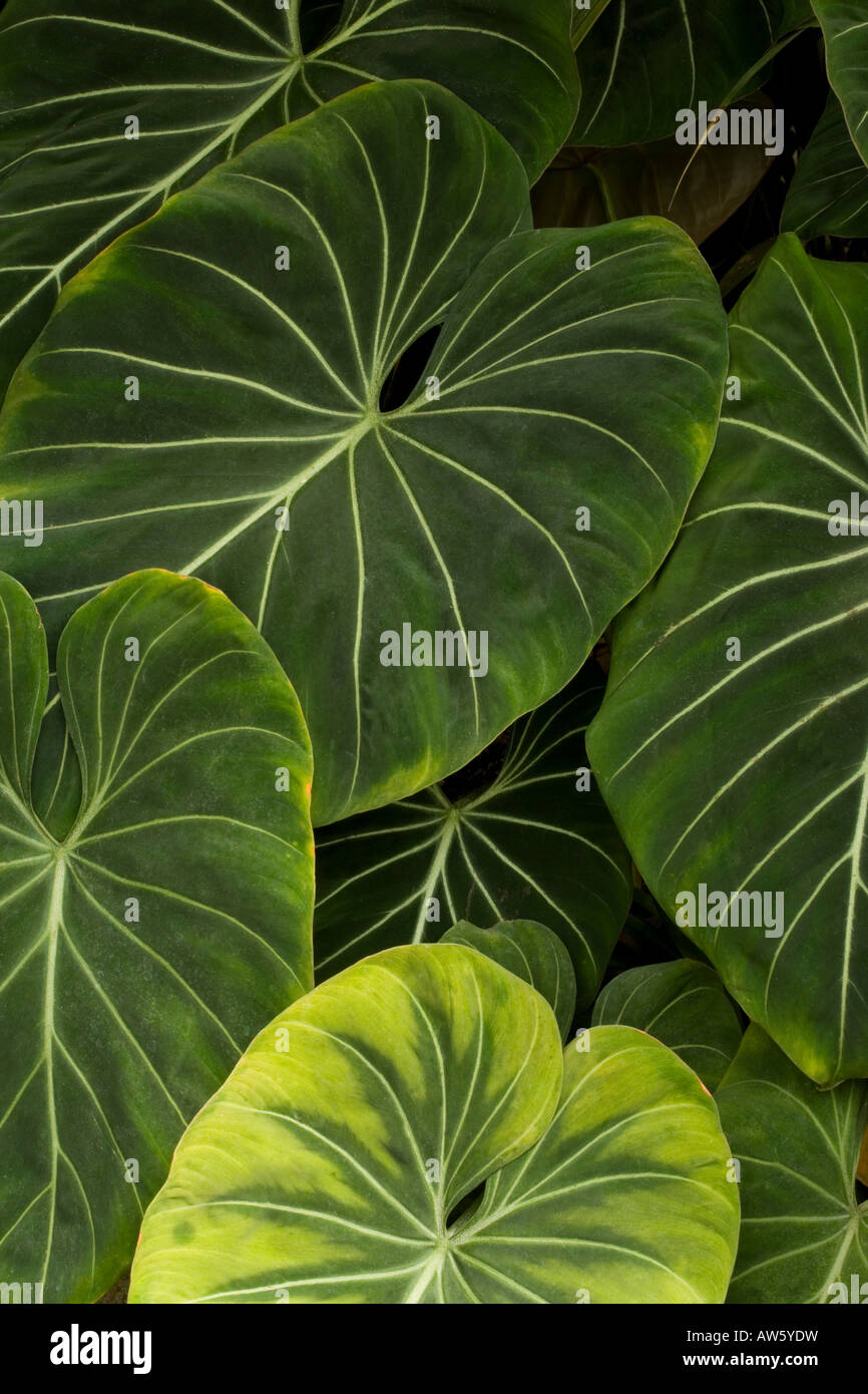 Jungle leaves hires stock photography and images Alamy