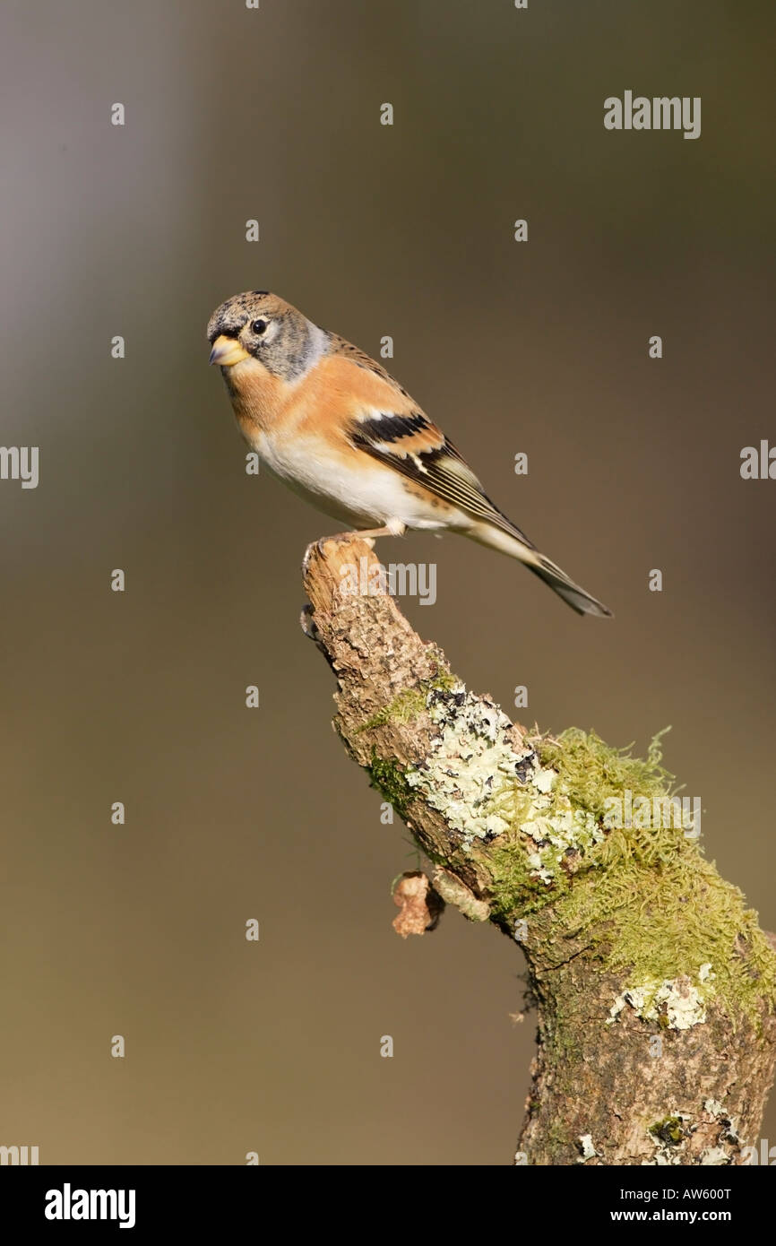 Wildlife winter hi-res stock photography and images - Alamy