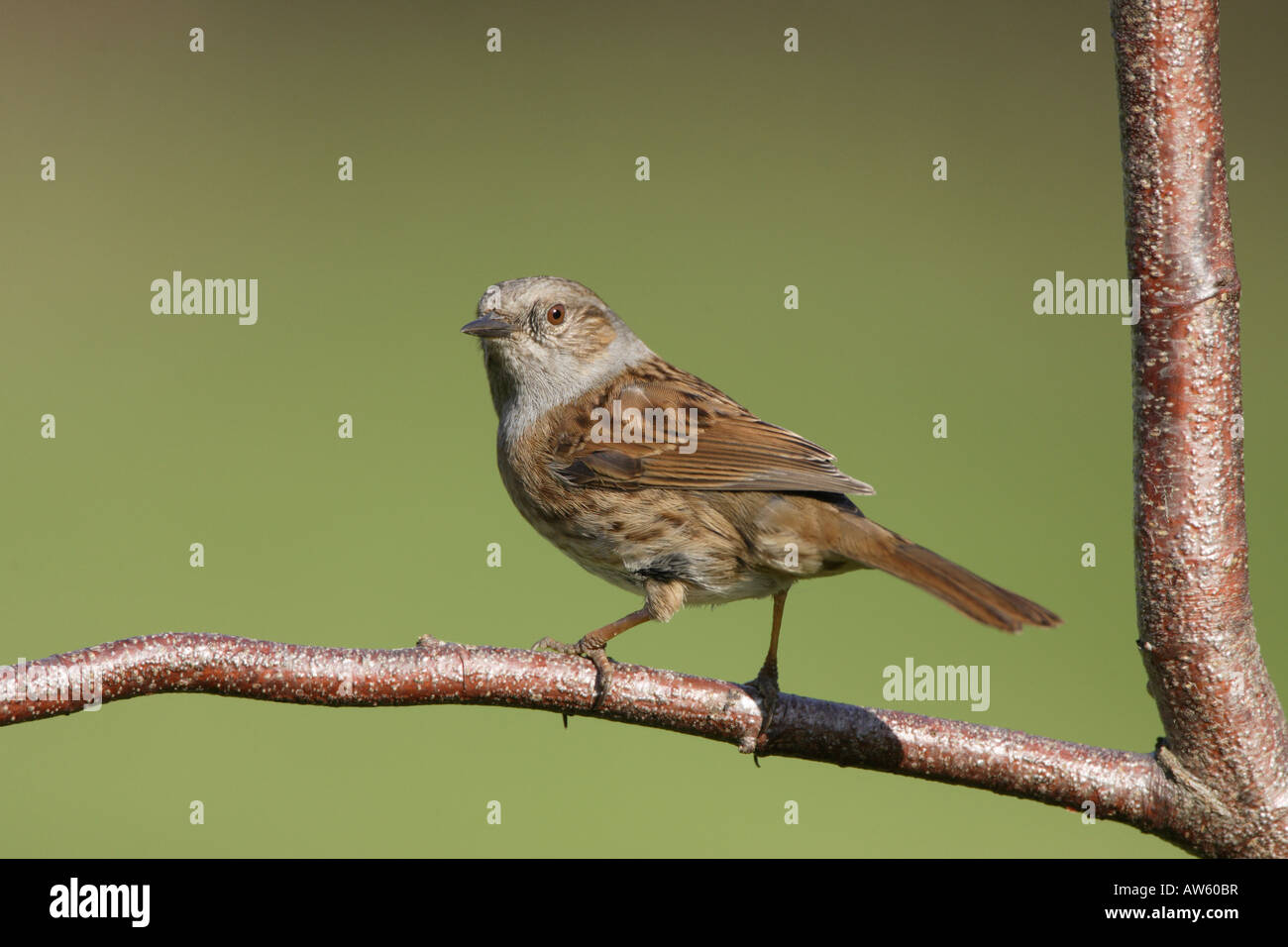 Dunnock Stock Photo