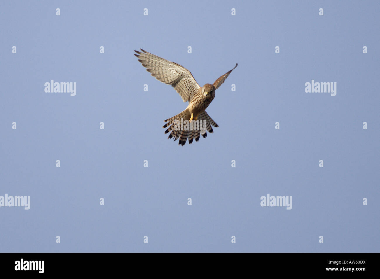 Kestrel hovering on the somerset levels Stock Photo