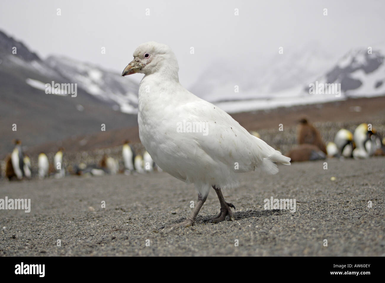 Snowy Sheathbill South Georgia Stock Photo