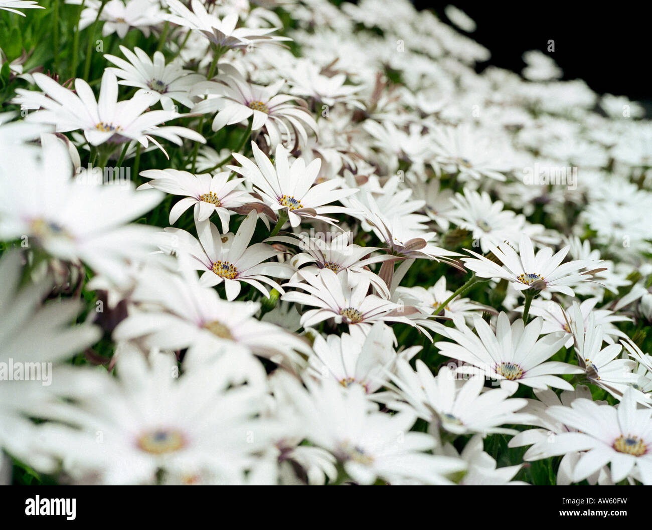 osteospermum cape daisy white Stock Photo