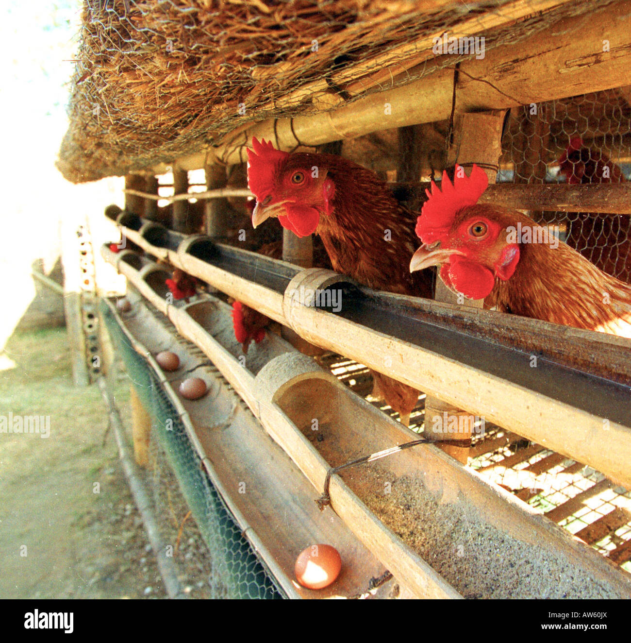 BAMBOO EGG LAYING STATION FOR HENS IN NEPAL Stock Photo Alamy