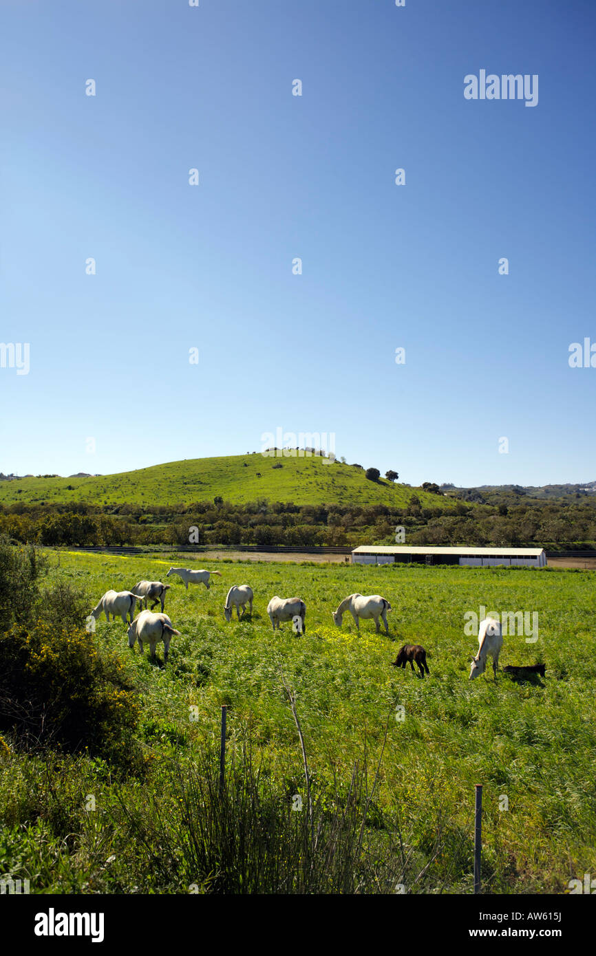 Field of horses, Andalucia, Spain Stock Photo