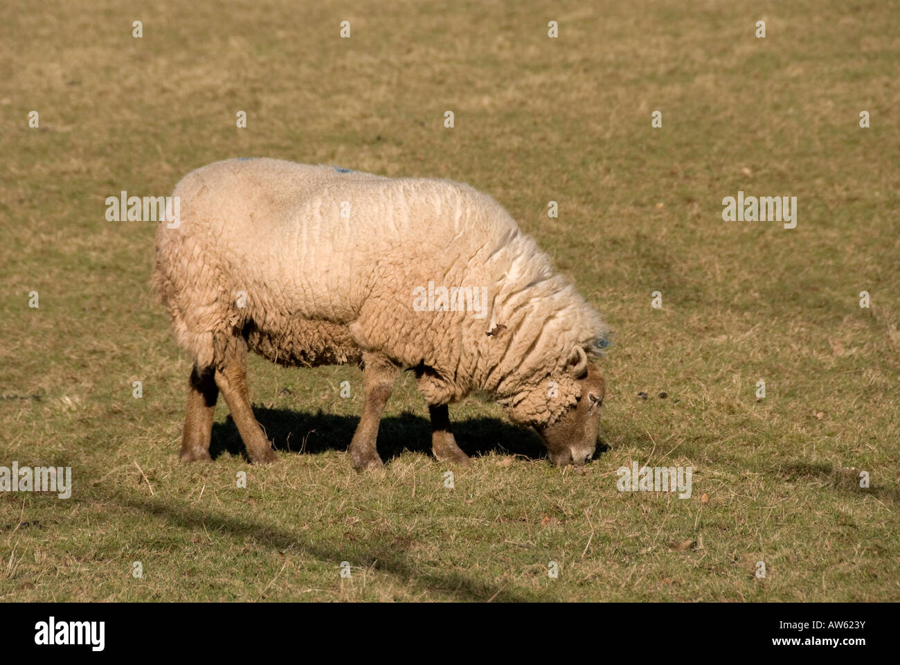 a sheep in wales grazing Stock Photo - Alamy