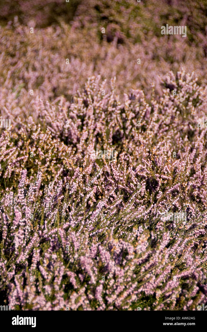 purple lilac coloured heather in wales Stock Photo